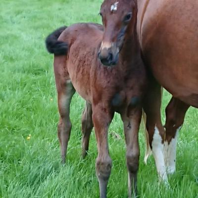 Just Special 2020 Foal Hall O Coole Stud