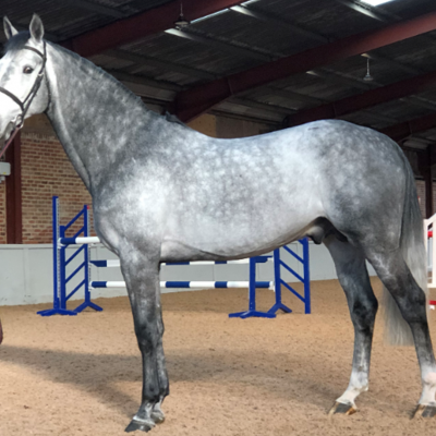 Just Special Stallion at Hall O Coole Stud